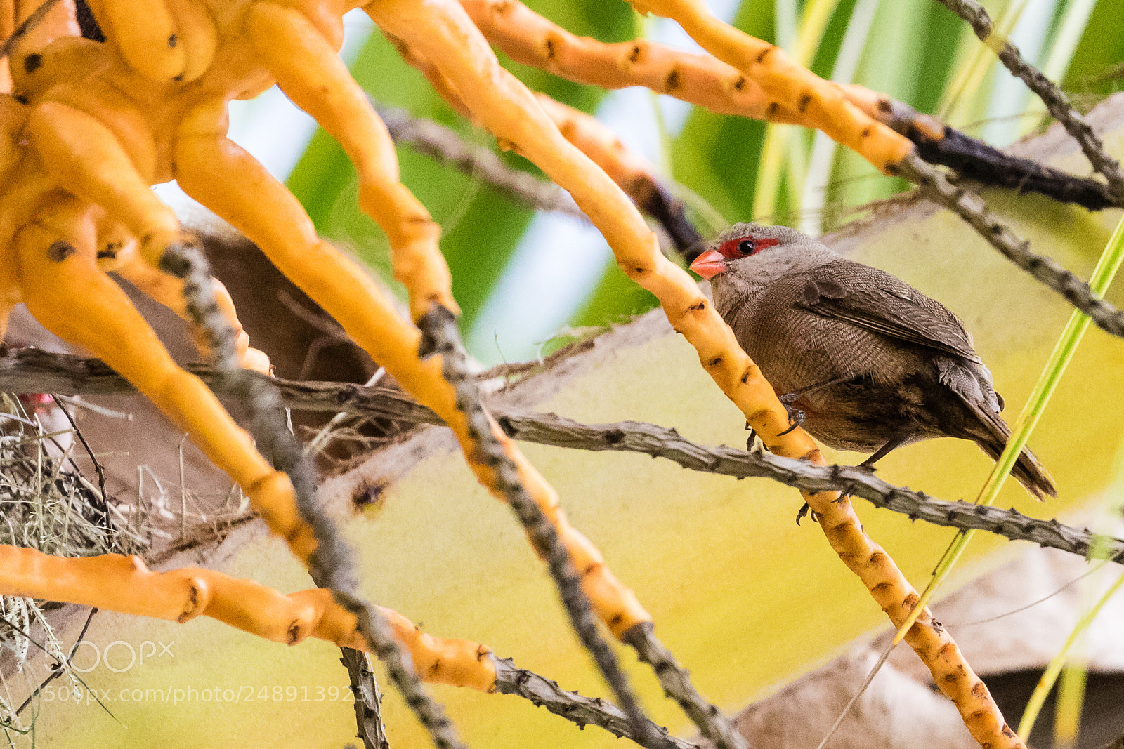 Canon EOS 7D Mark II sample photo. Helena astrild photography