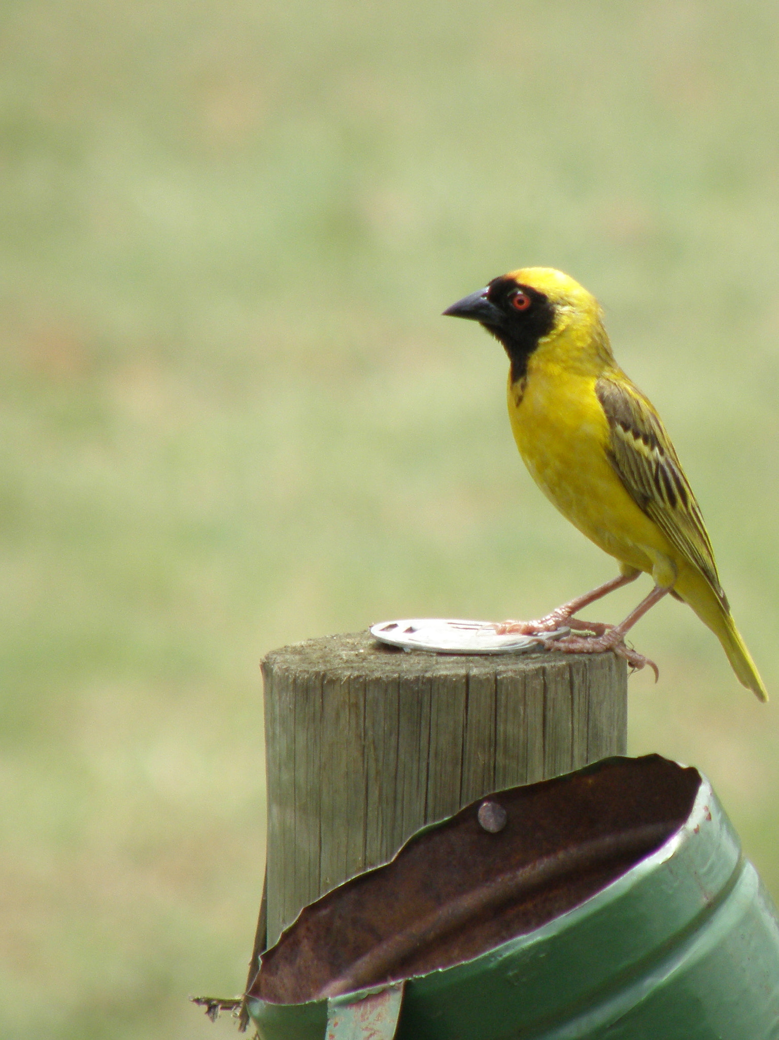Olympus SP570UZ sample photo. African bird photography