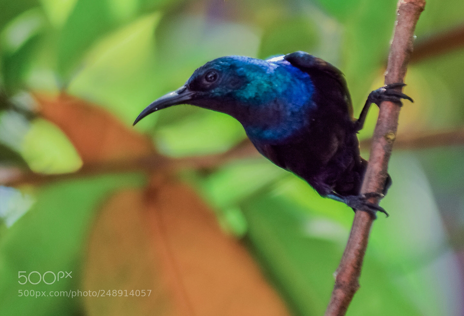 Nikon D3200 sample photo. Male sunbird photography