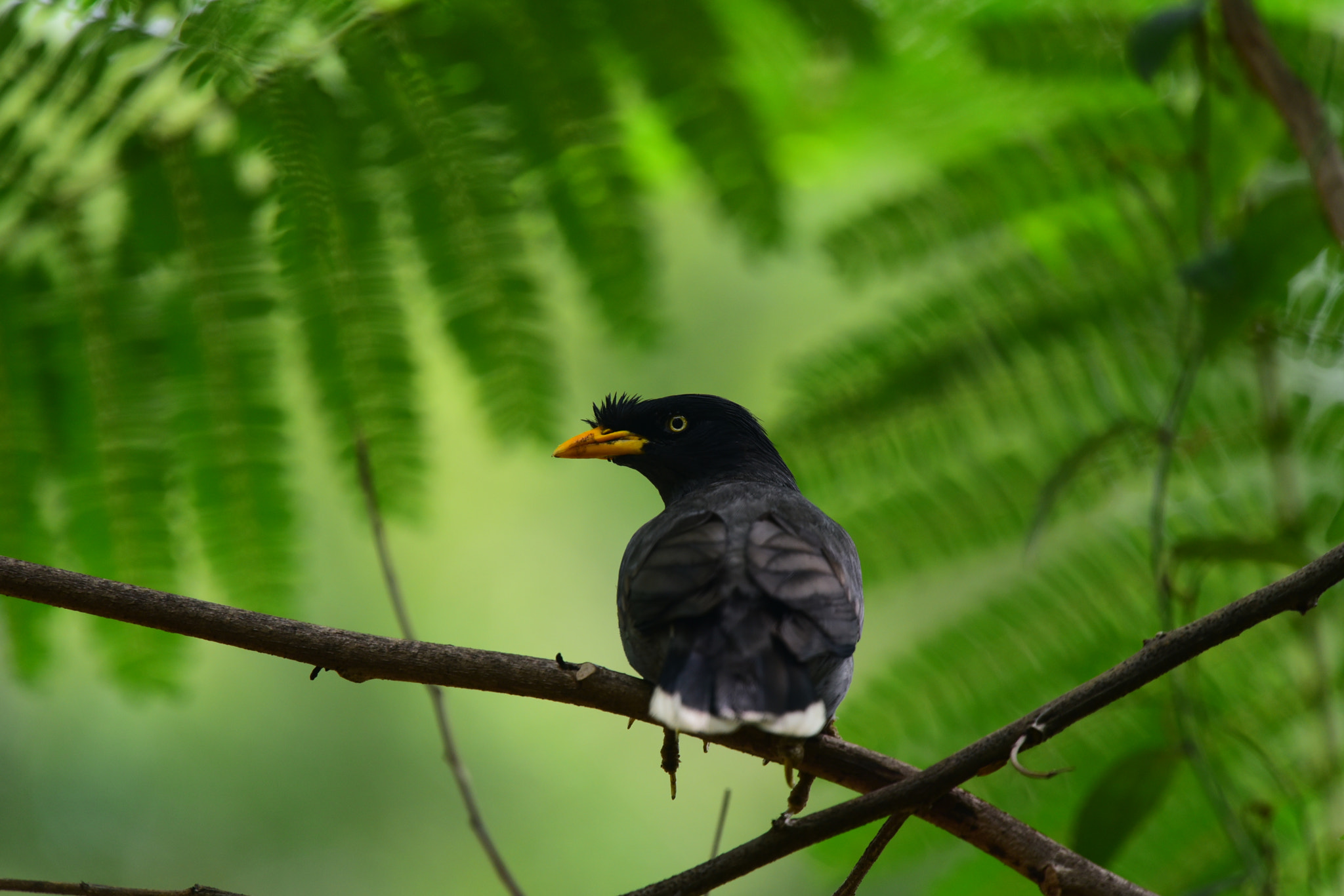 Nikon Nikkor AF-S 300mm F4E PF ED VR sample photo. Common myna photography