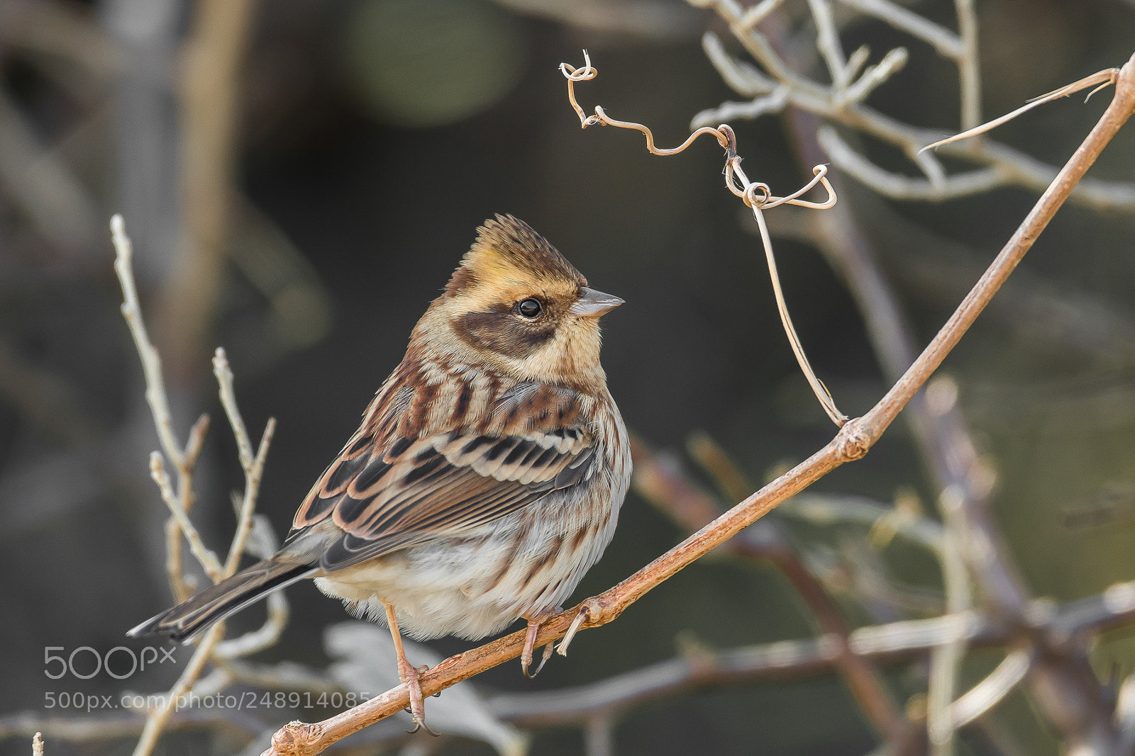 Canon EOS 7D Mark II sample photo. In the bush yellow-throated photography
