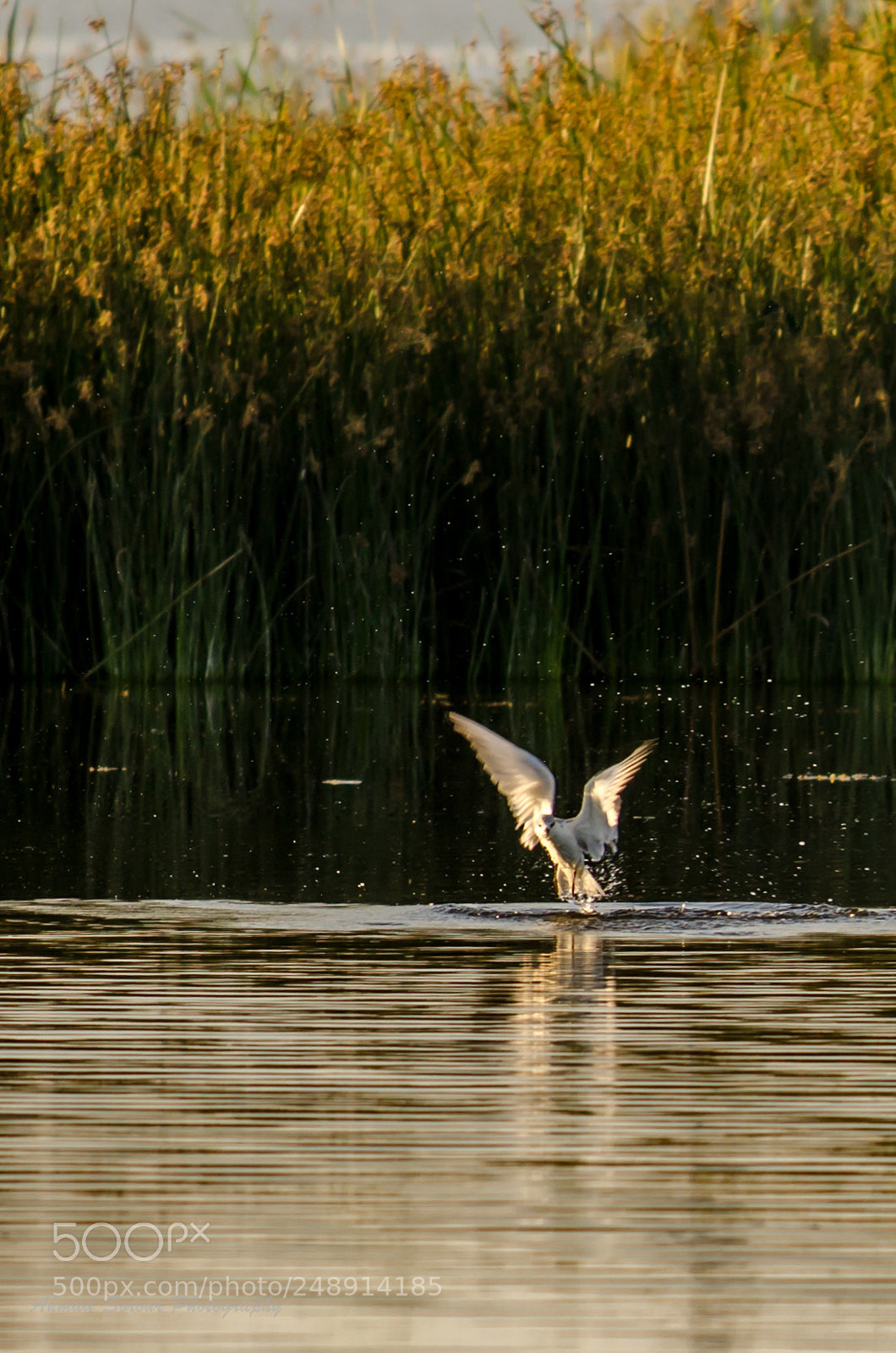 Nikon D7000 sample photo. Landing photography