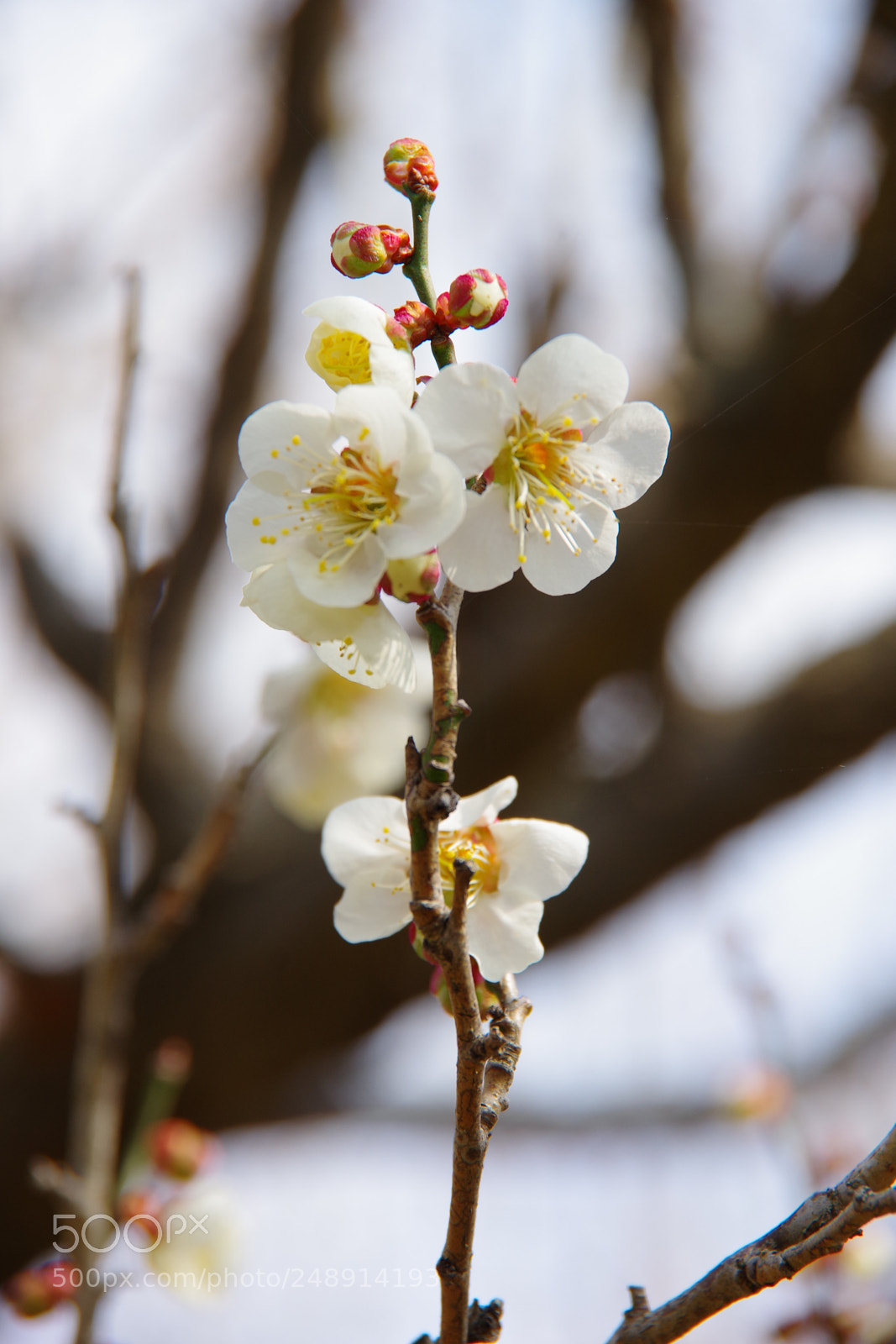 Pentax K-70 sample photo. Untitled photography
