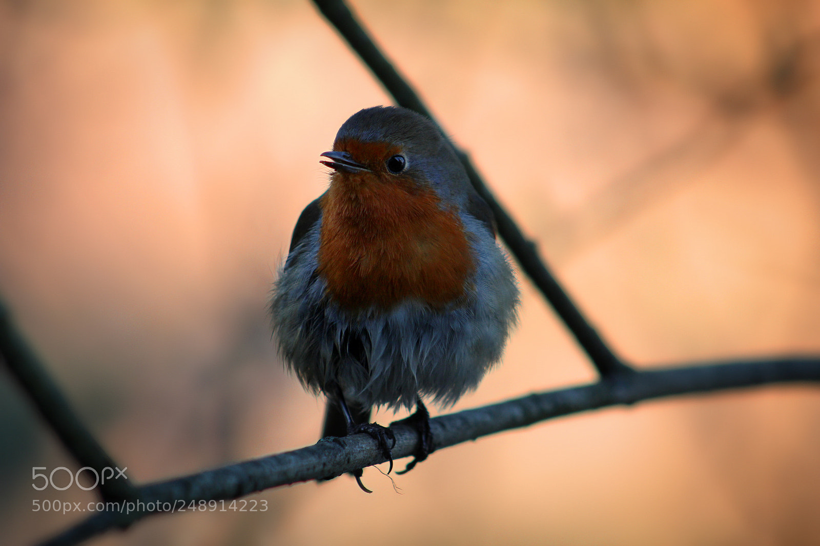 Canon EOS 600D (Rebel EOS T3i / EOS Kiss X5) sample photo. Stalking robins photography