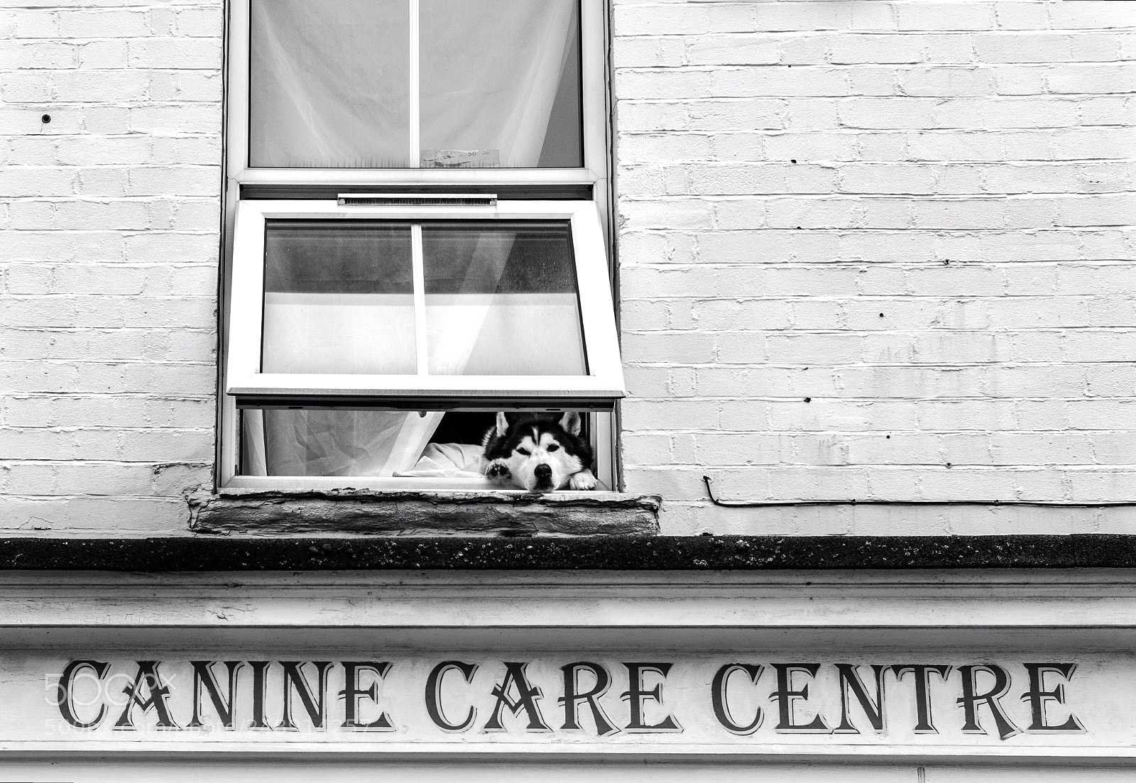 Nikon D3200 sample photo. Canine care photography