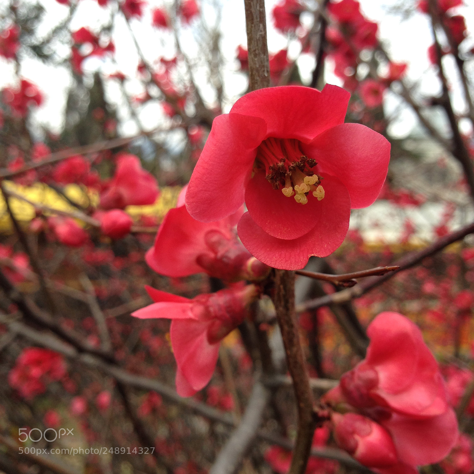 Apple iPhone 5 sample photo. Untitled photography