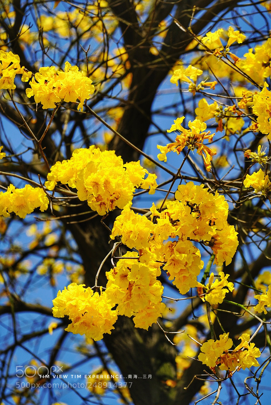 Sony a7R II sample photo. Flowers photography