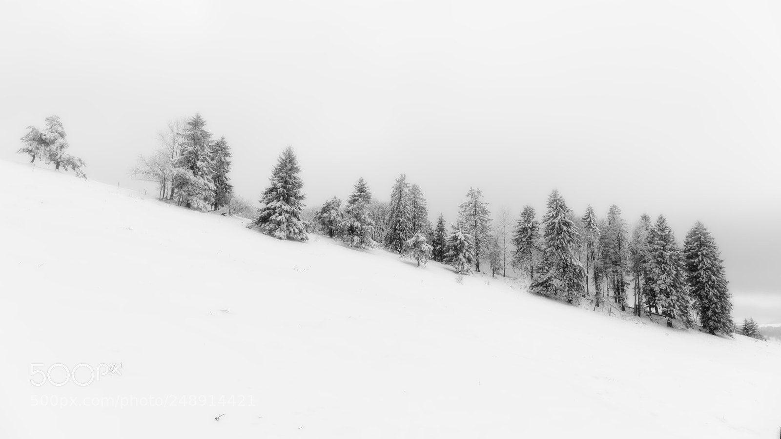Sony a7 sample photo. Snowy trees photography