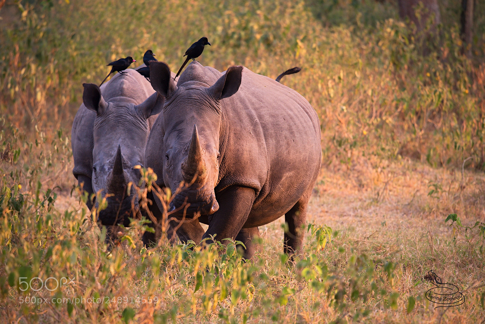 Nikon D750 sample photo. White rhinoceros (ceratotherium simum) photography