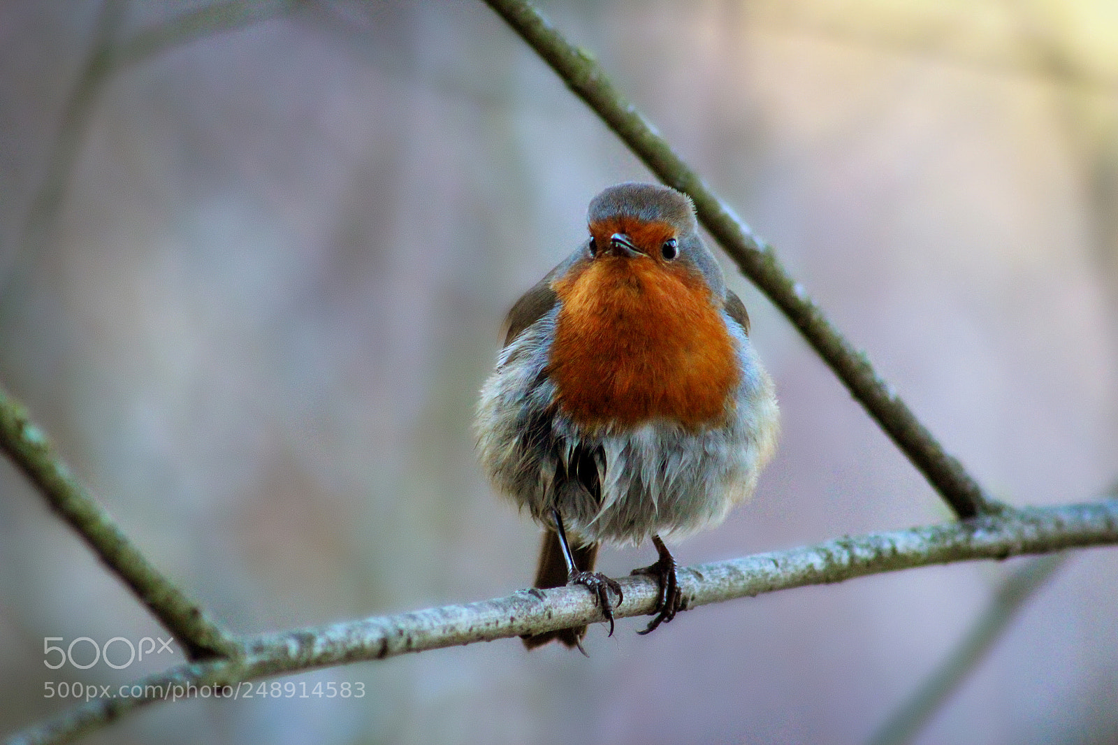 Canon EOS 600D (Rebel EOS T3i / EOS Kiss X5) sample photo. Stalking robins photography