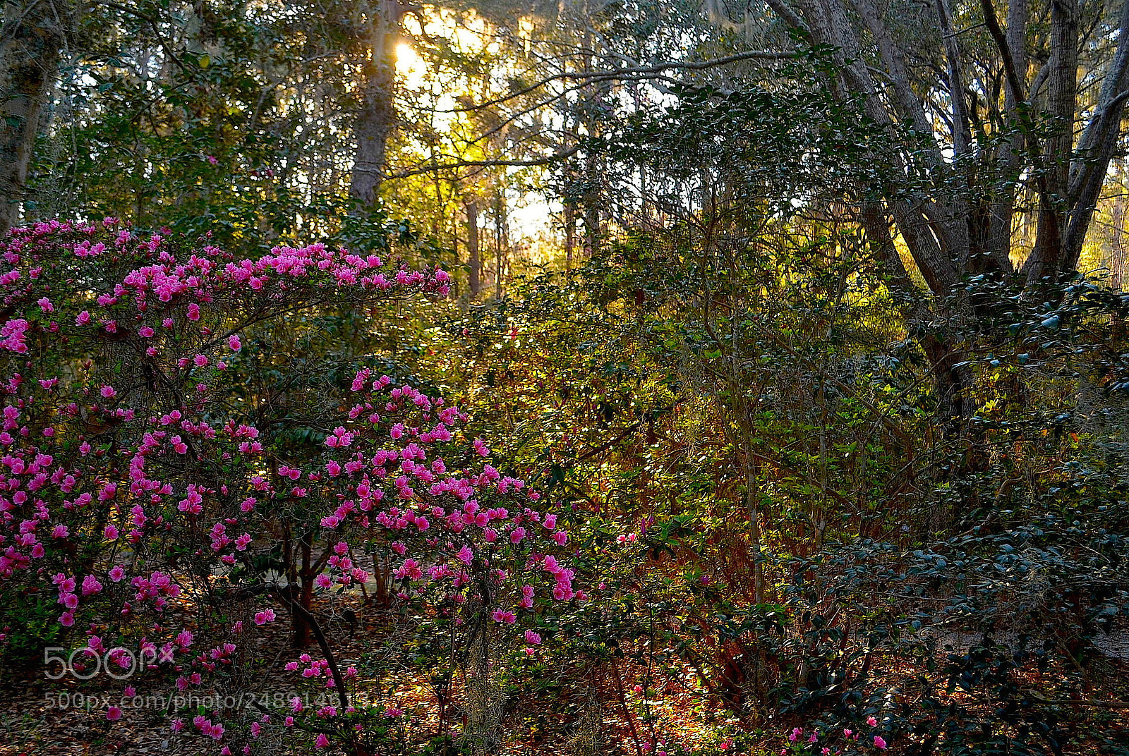 Nikon D5100 sample photo. Afternoon light at magnolia photography