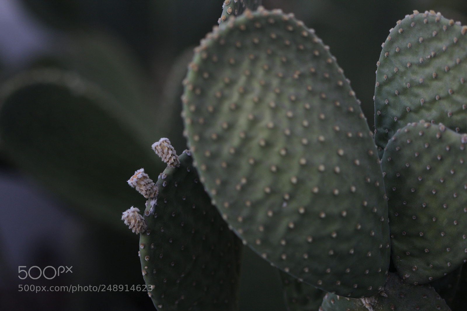Canon EOS 600D (Rebel EOS T3i / EOS Kiss X5) sample photo. Cactus flower photography