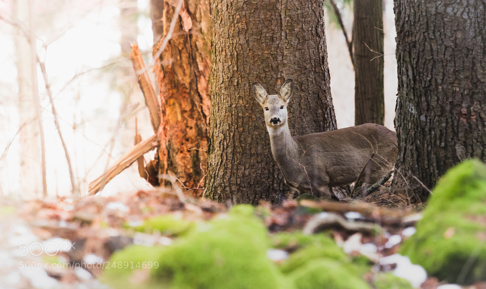 Canon EOS 80D sample photo. Doe photography
