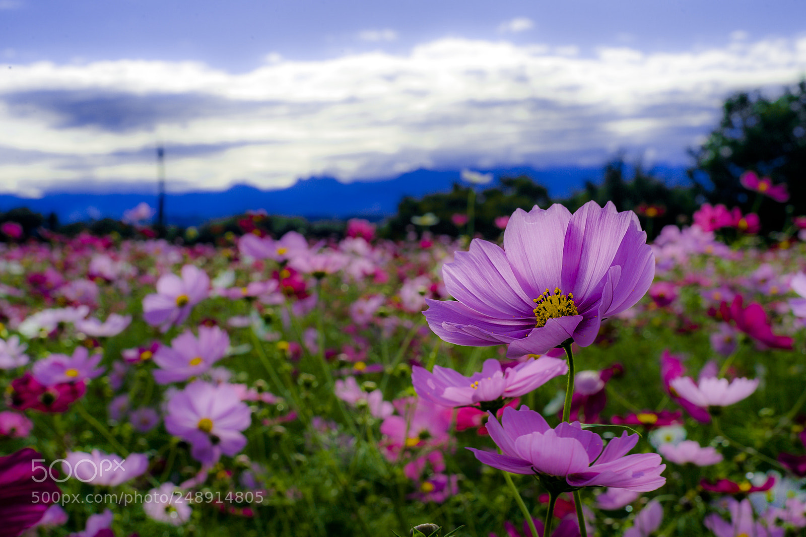 Nikon Df sample photo. コスモス - cosmos photography
