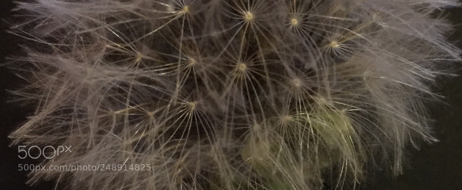 Apple iPhone 6 sample photo. Untitled photography