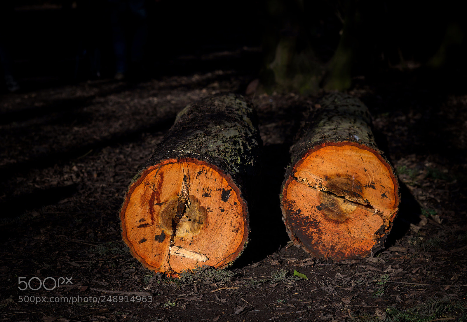 Nikon D810 sample photo. Orange log photography