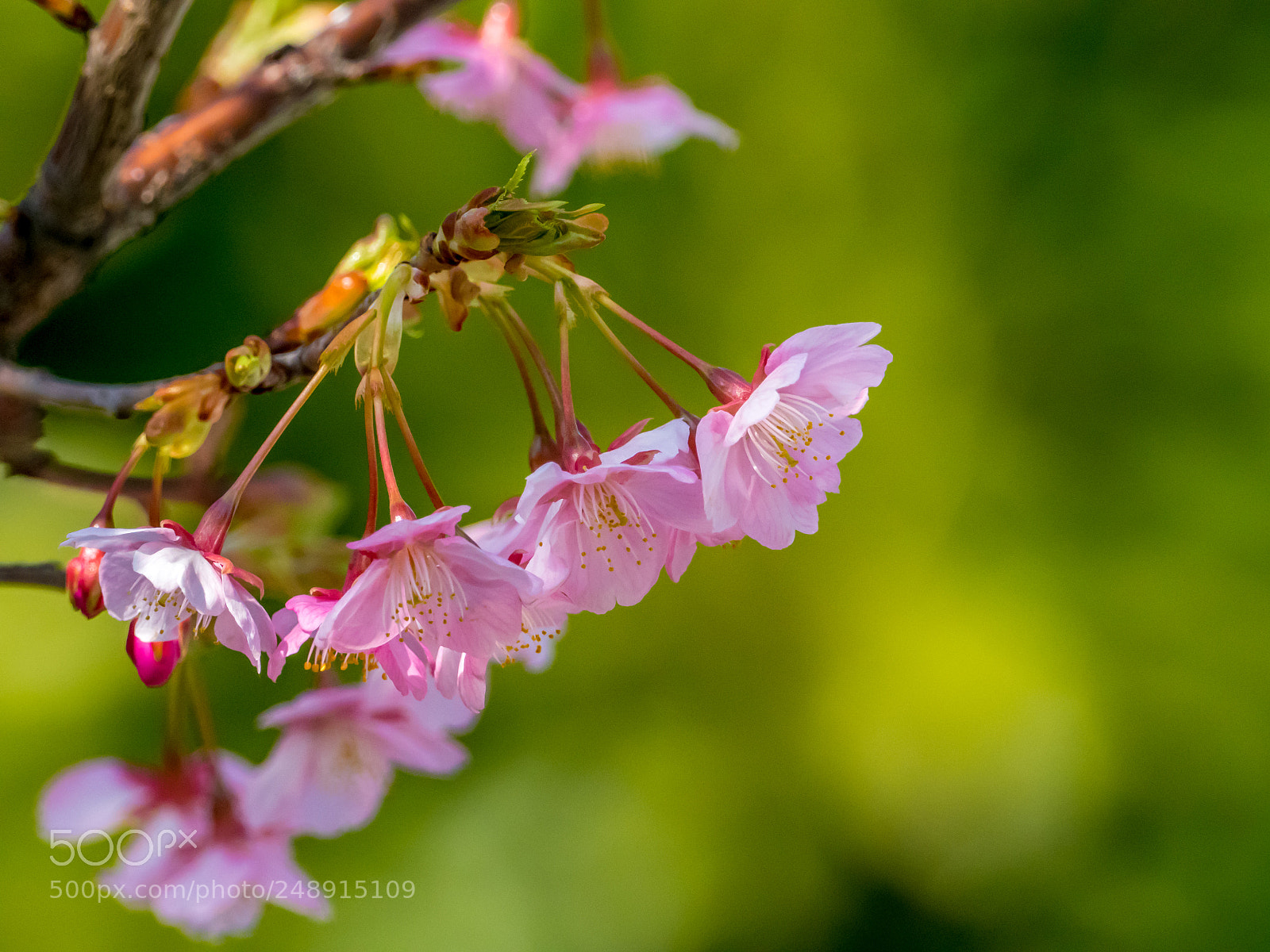 Olympus OM-D E-M1 Mark II sample photo. Cold cherry tree photography