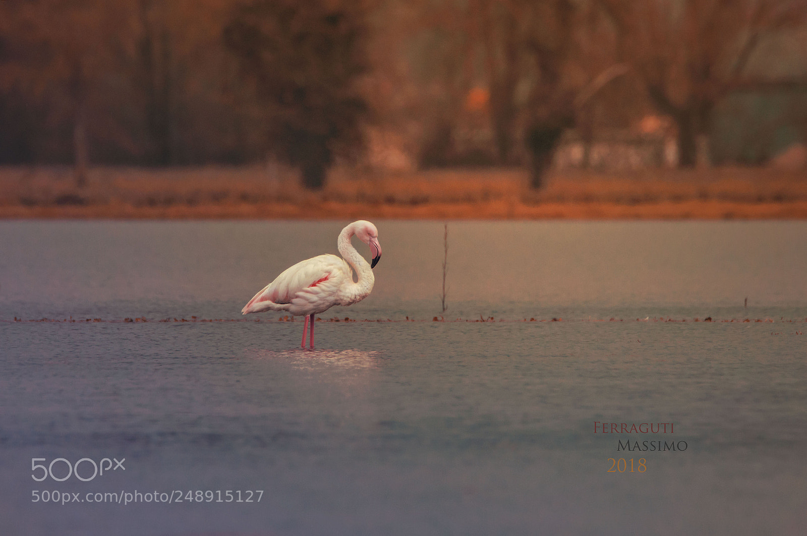 Nikon D3200 sample photo. ...fenicottero rosa... photography