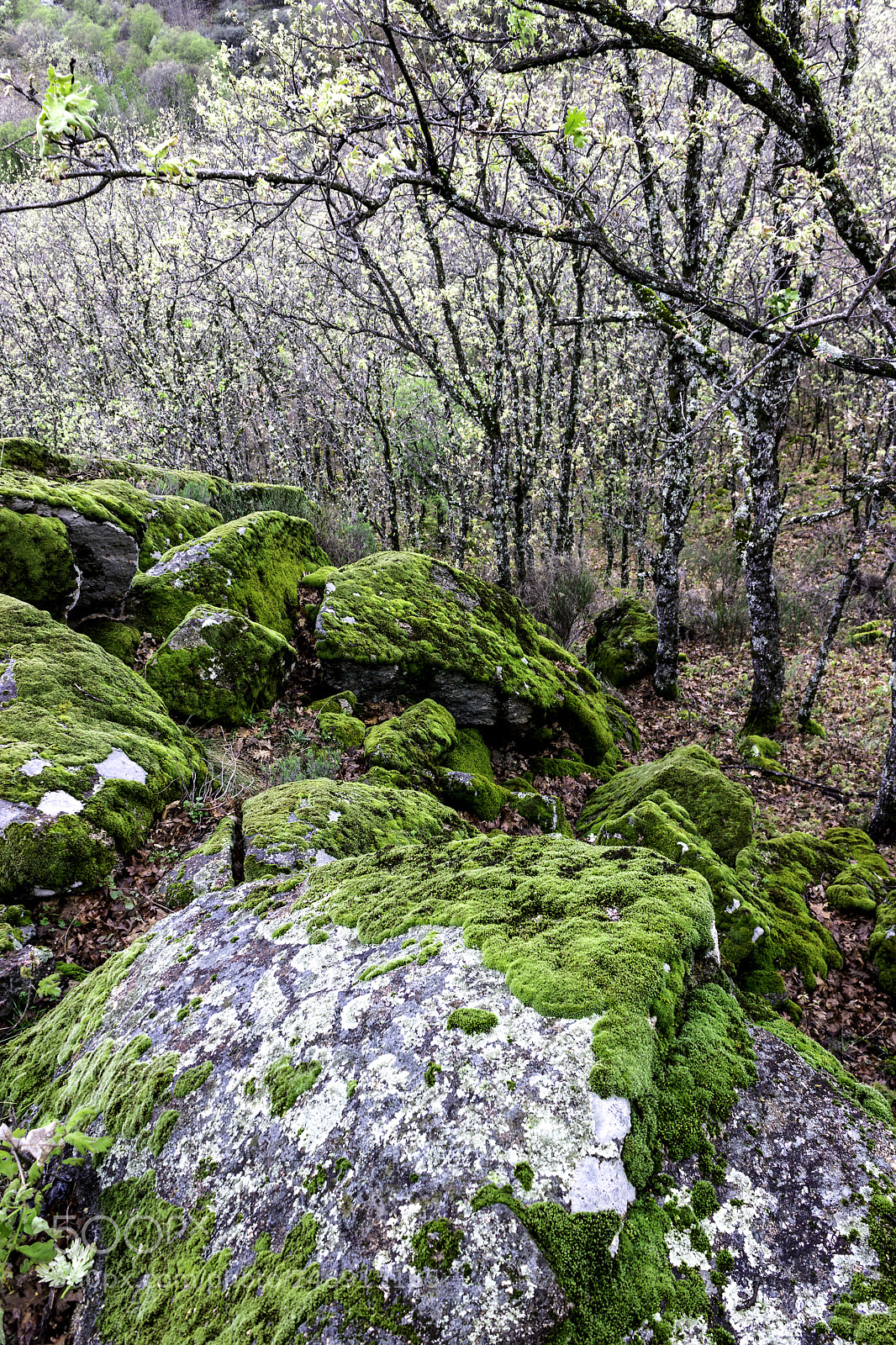 Canon EOS 600D (Rebel EOS T3i / EOS Kiss X5) sample photo. Rocks in the forest photography