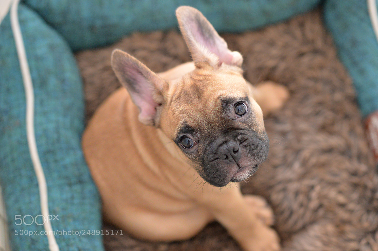Nikon Df sample photo. Bugger photography