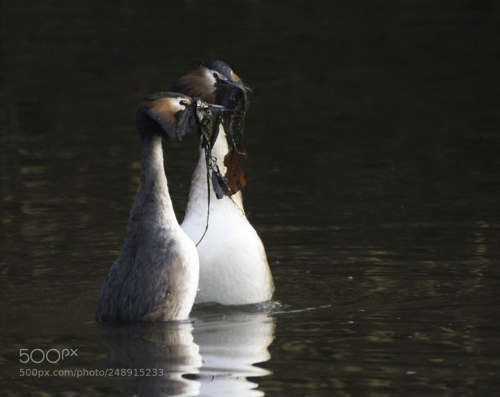 Nikon D7200 sample photo. Great crested grebes courtship photography