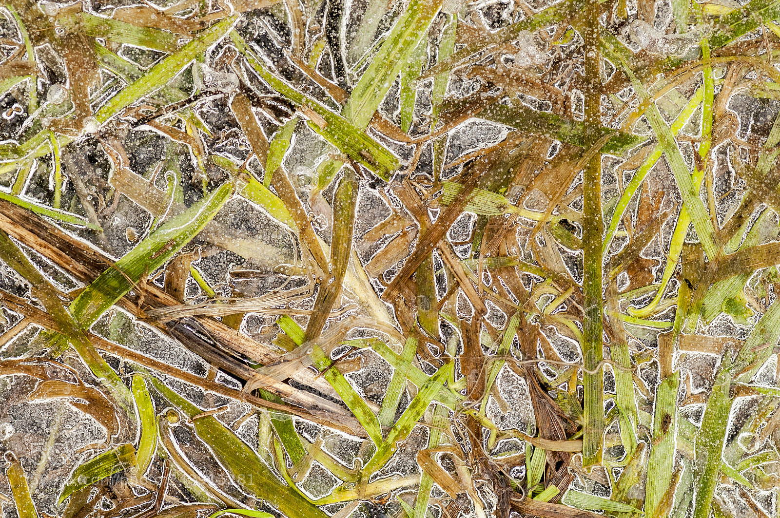 Nikon D90 sample photo. Frozen grasses paddicks photography