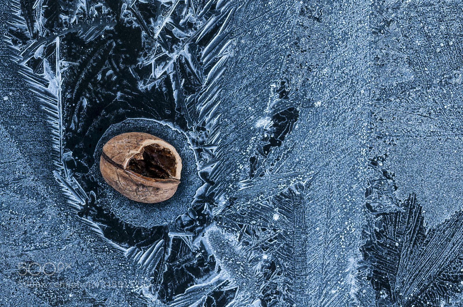 Nikon D90 sample photo. Broken walnut by crows photography