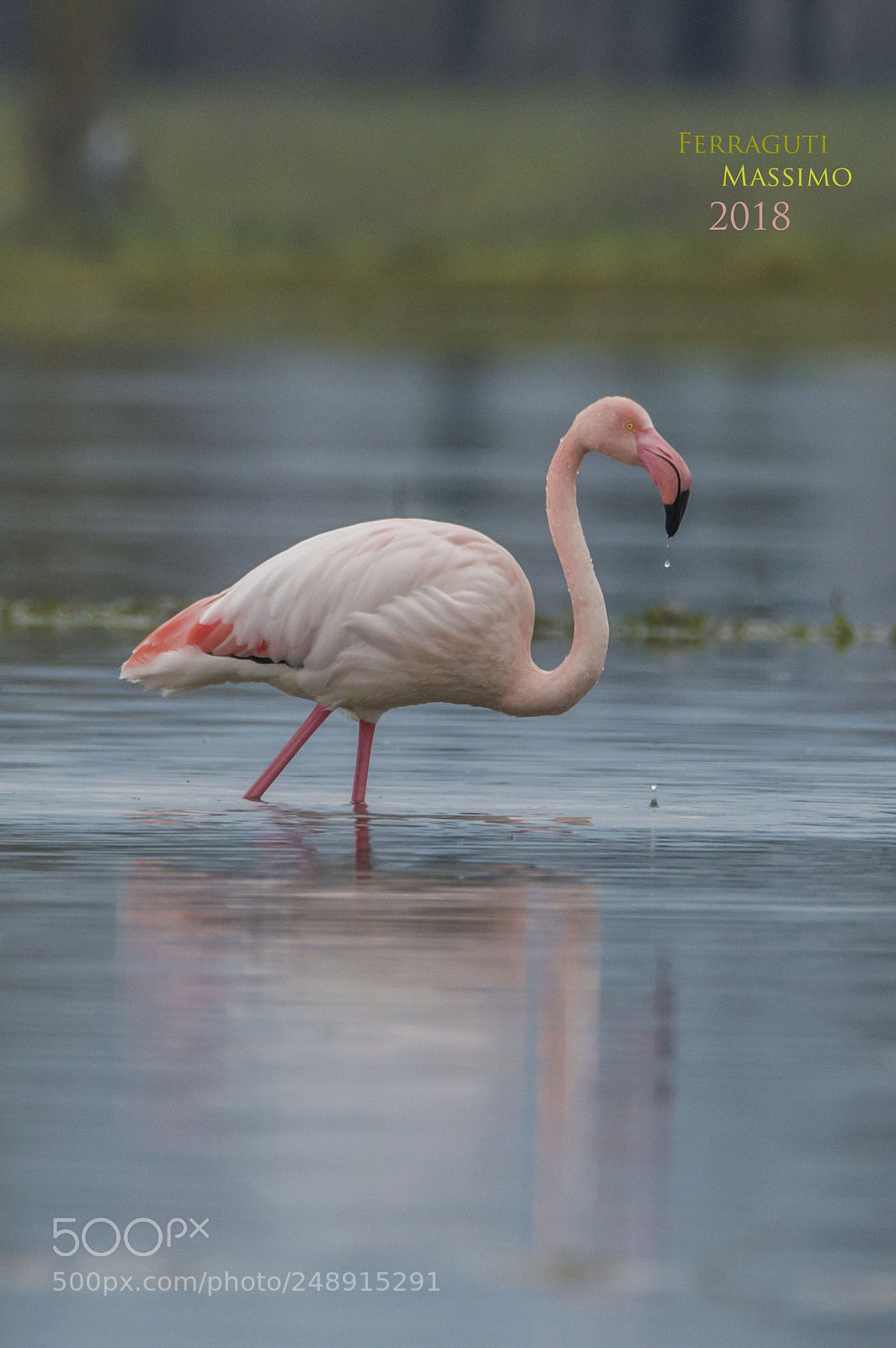 Nikon D3200 sample photo. ...fenicottero rosa... photography