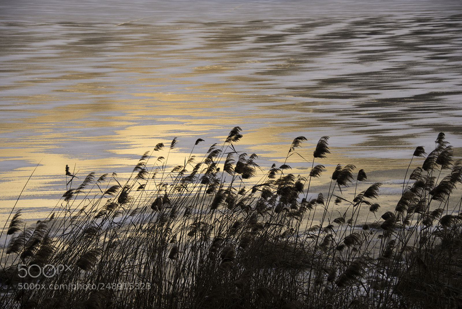 Nikon D810 sample photo. Winter photography