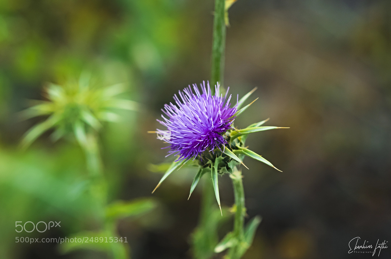Nikon D7000 sample photo. Purple photography