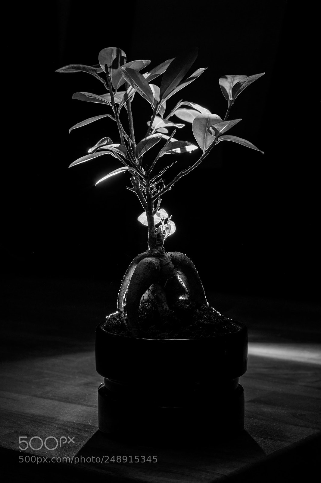 Nikon D5300 sample photo. Bonsai photography