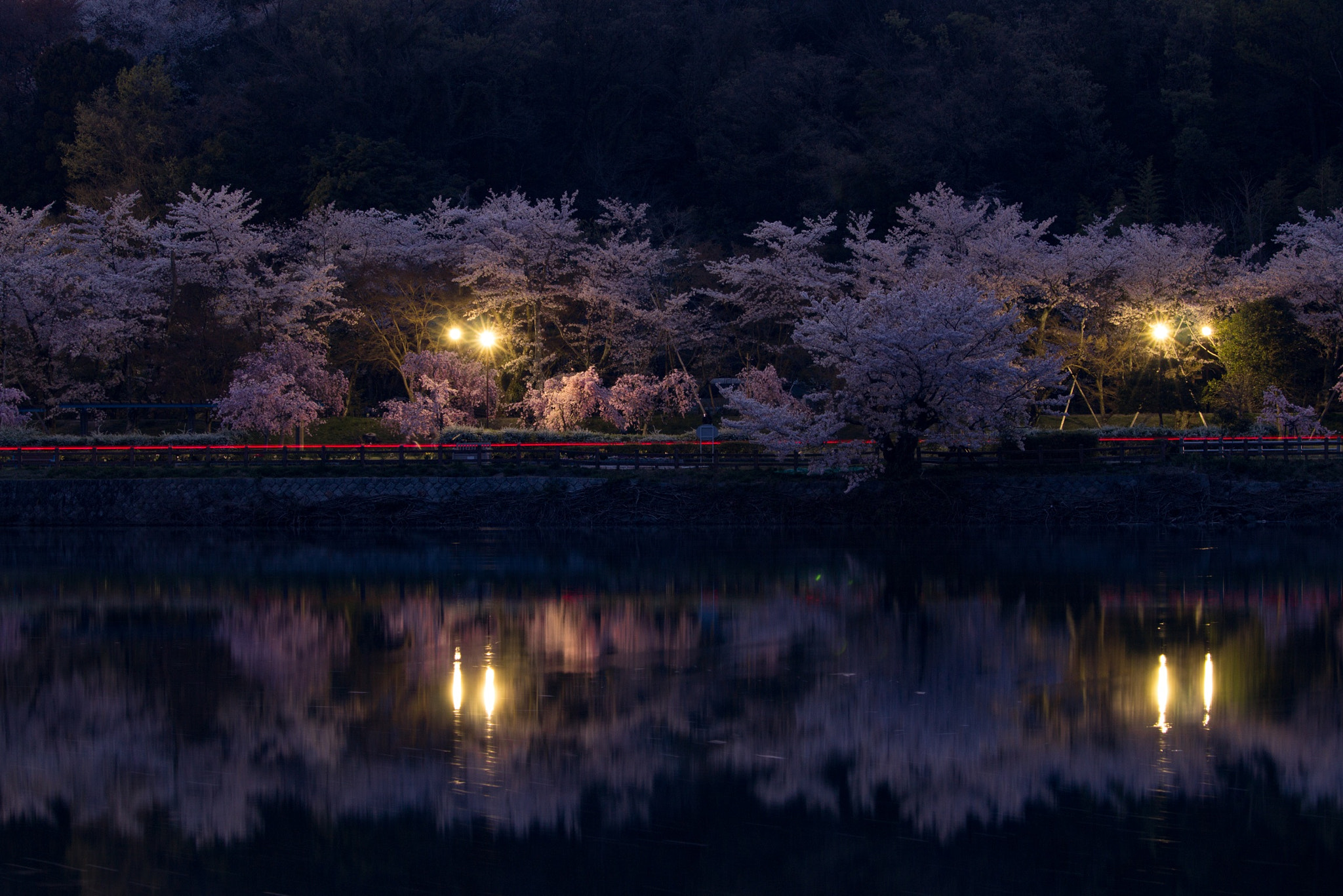Canon EOS 650D (EOS Rebel T4i / EOS Kiss X6i) sample photo. Sakura photography