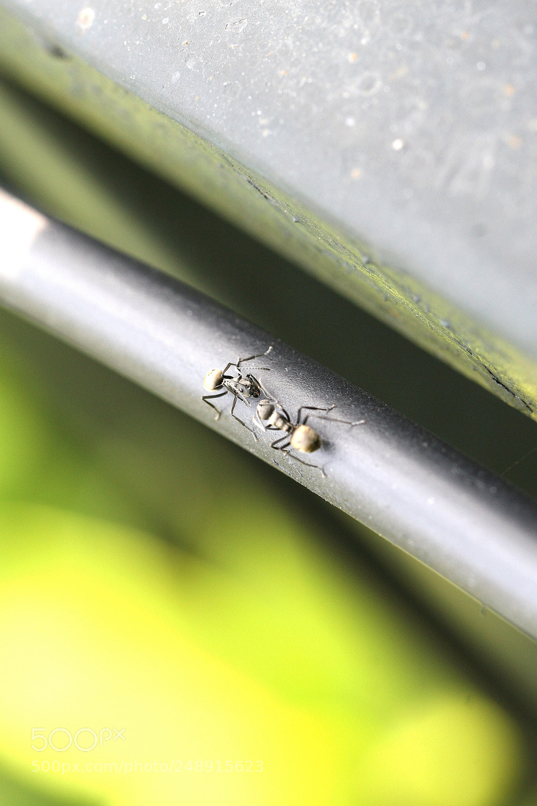 Canon EOS 30D sample photo. Ants photography