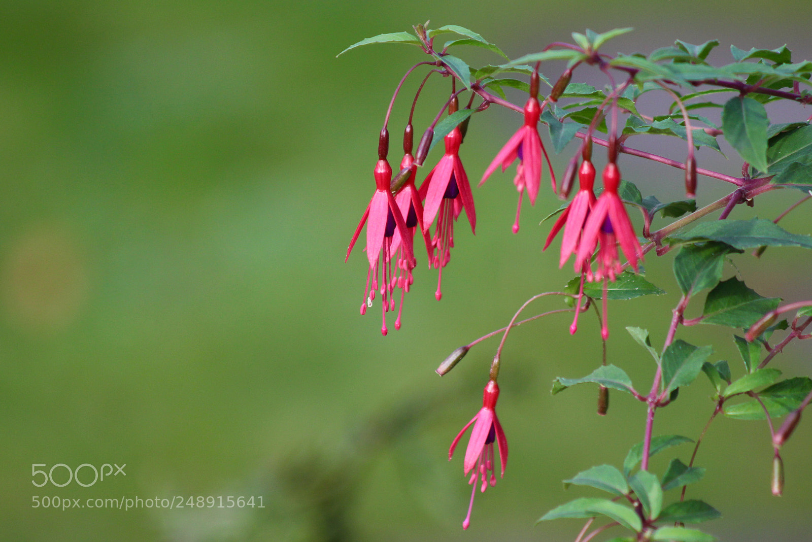 Canon EOS 700D (EOS Rebel T5i / EOS Kiss X7i) sample photo. Fuchsia ii photography