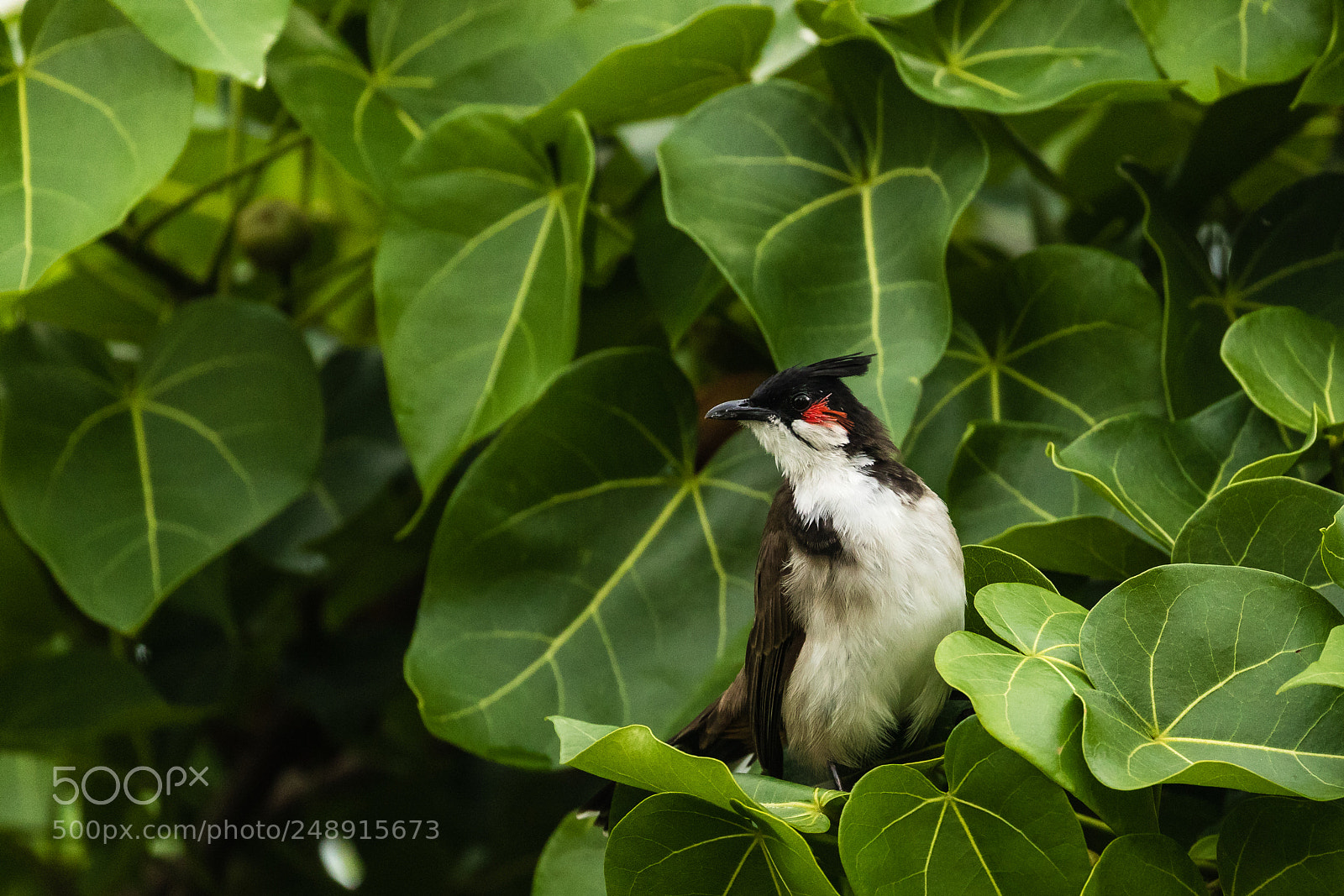 Canon EOS 7D Mark II sample photo. Red-whiskered bulbul photography