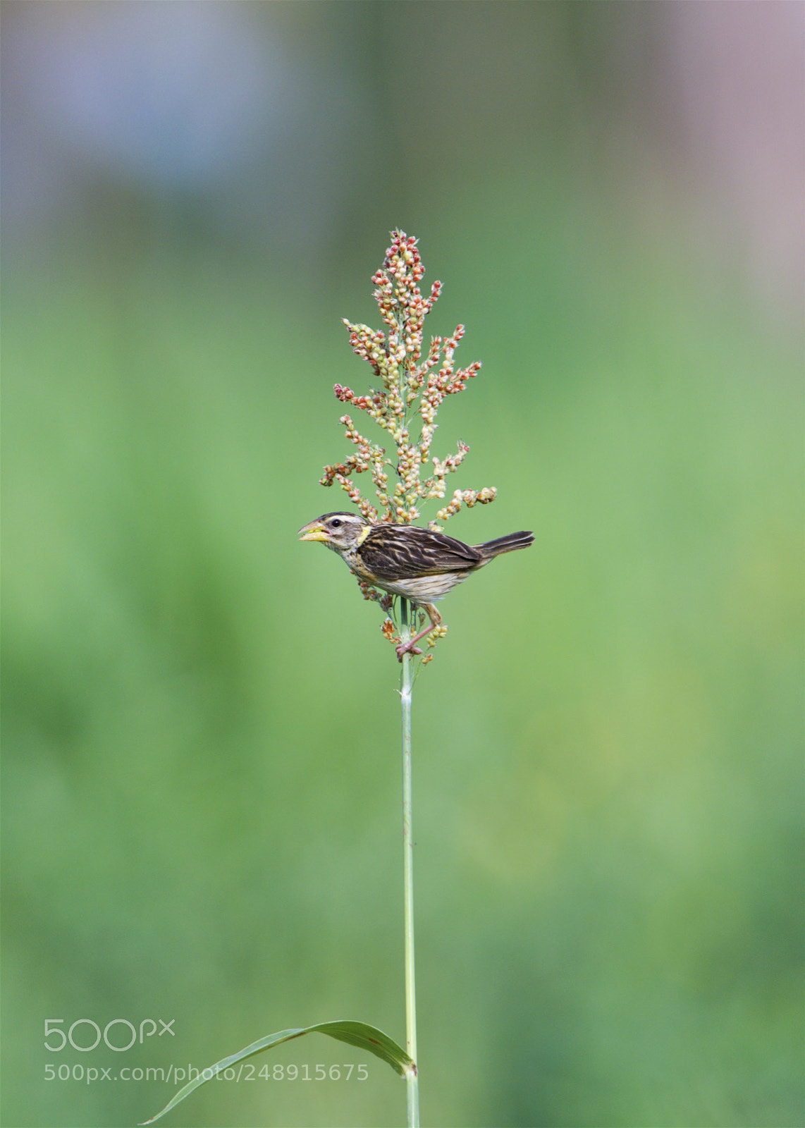 Nikon D5 sample photo. Baya weaver photography