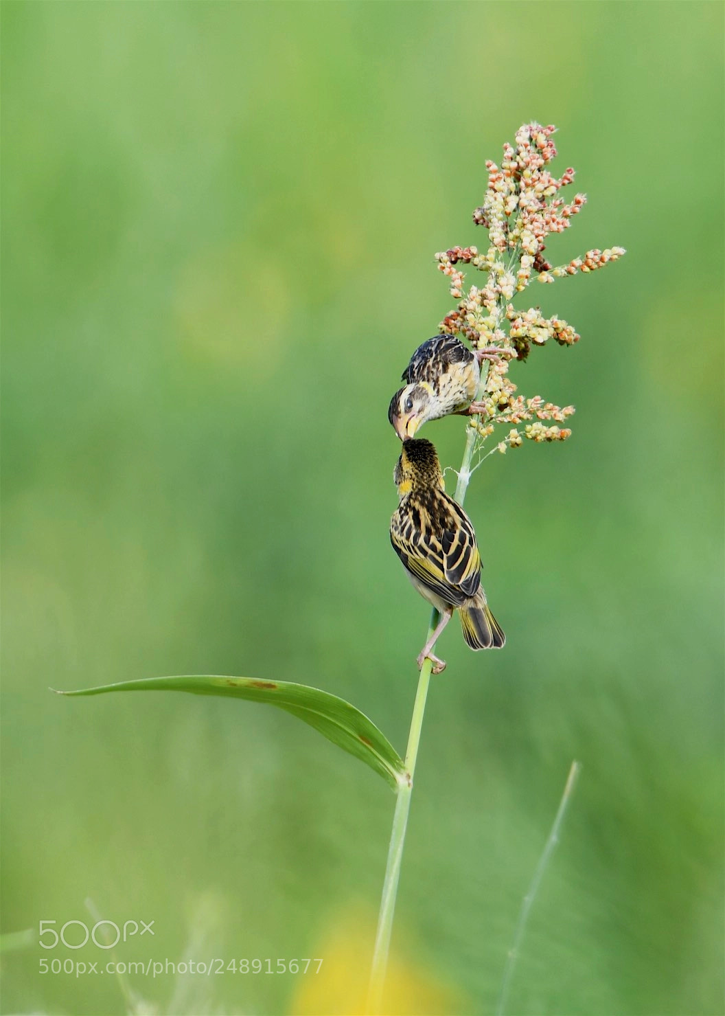 Nikon D5 sample photo. Baya weaver photography