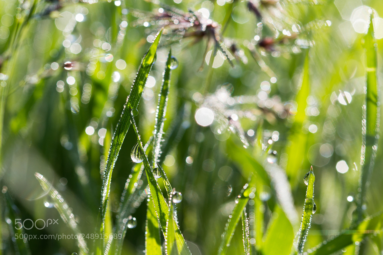 Canon EOS 600D (Rebel EOS T3i / EOS Kiss X5) sample photo. Drops in the morning photography