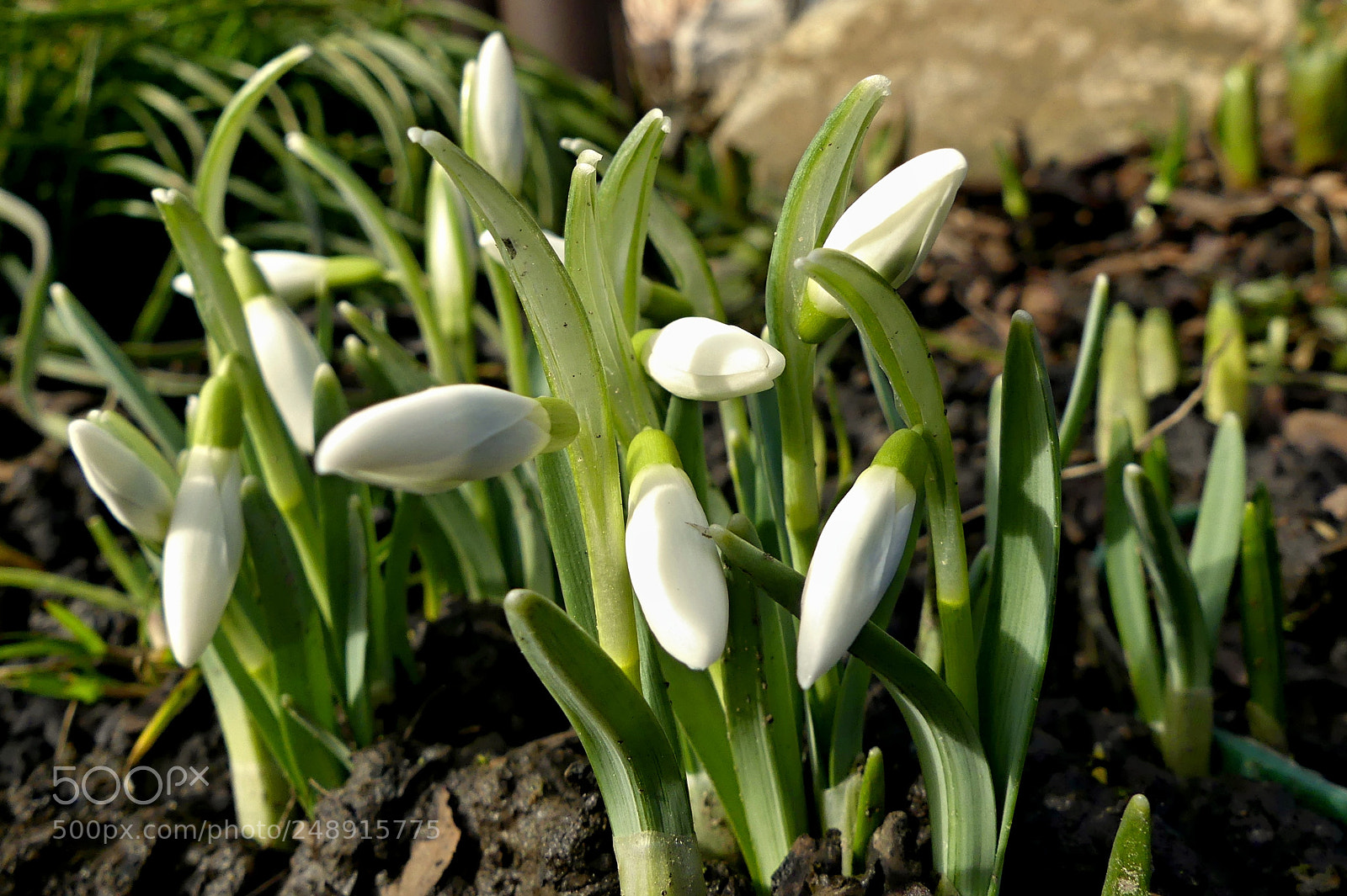 Panasonic Lumix DMC-FZ300 sample photo. The beginning of spring photography
