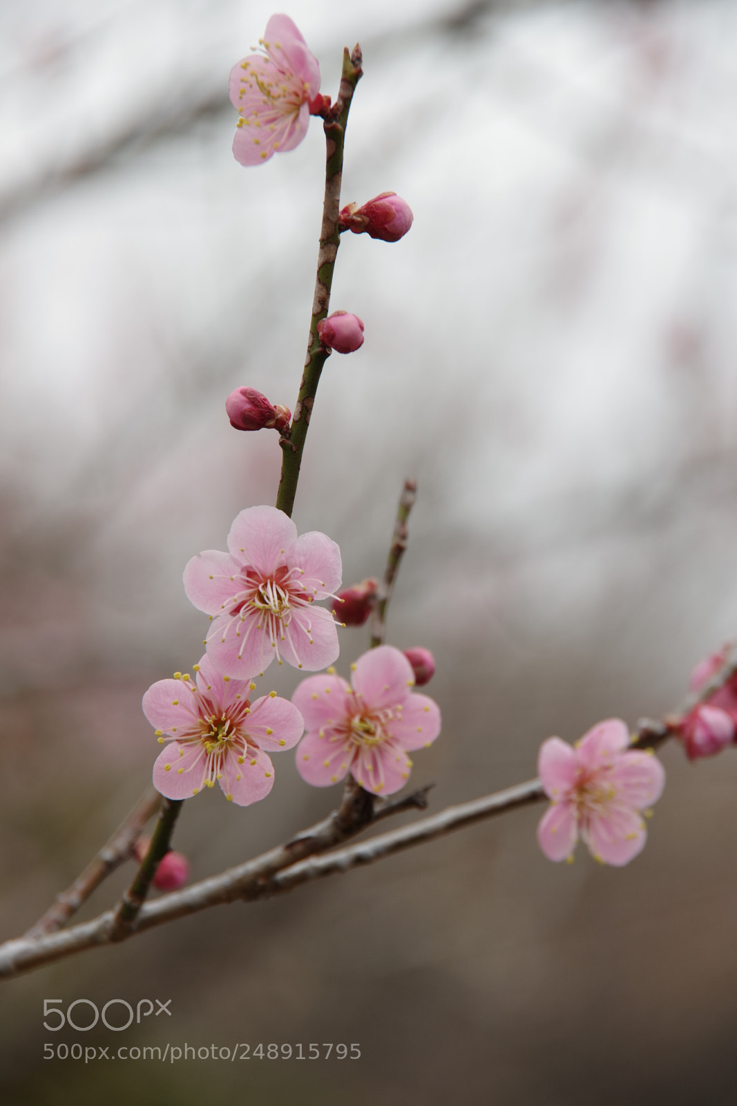 Pentax K-70 sample photo. Untitled photography