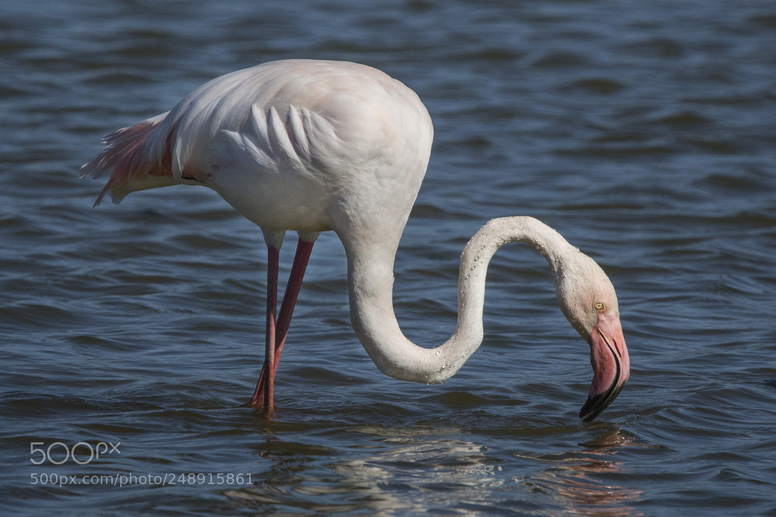 Nikon D7100 sample photo. Flamenc photography