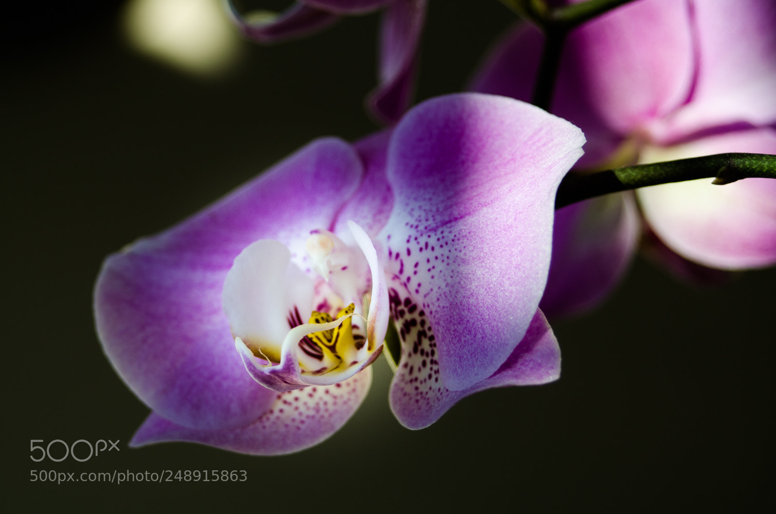 Nikon D5100 sample photo. Orchid photography