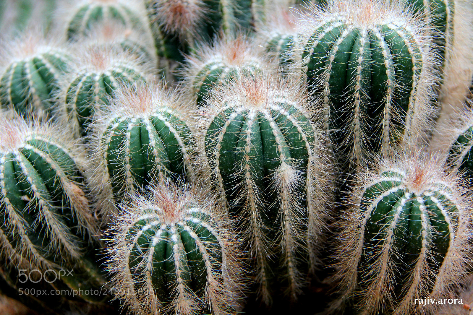 Canon EF-S 18-200mm F3.5-5.6 IS sample photo. Look, don't touch ! photography