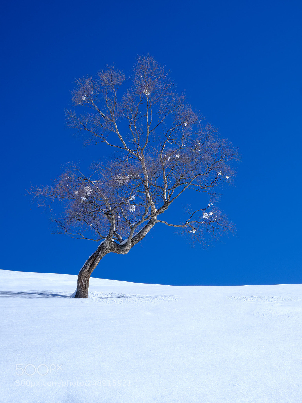 Fujifilm X-T2 sample photo. Tree in the snow photography