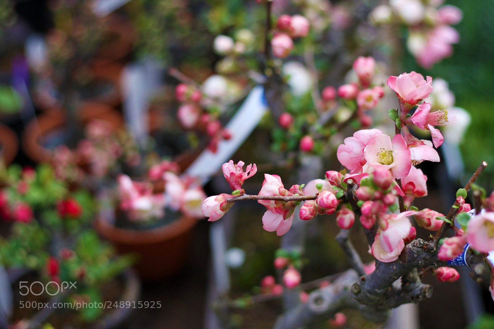 Canon EOS 40D sample photo. Japanese plum photography