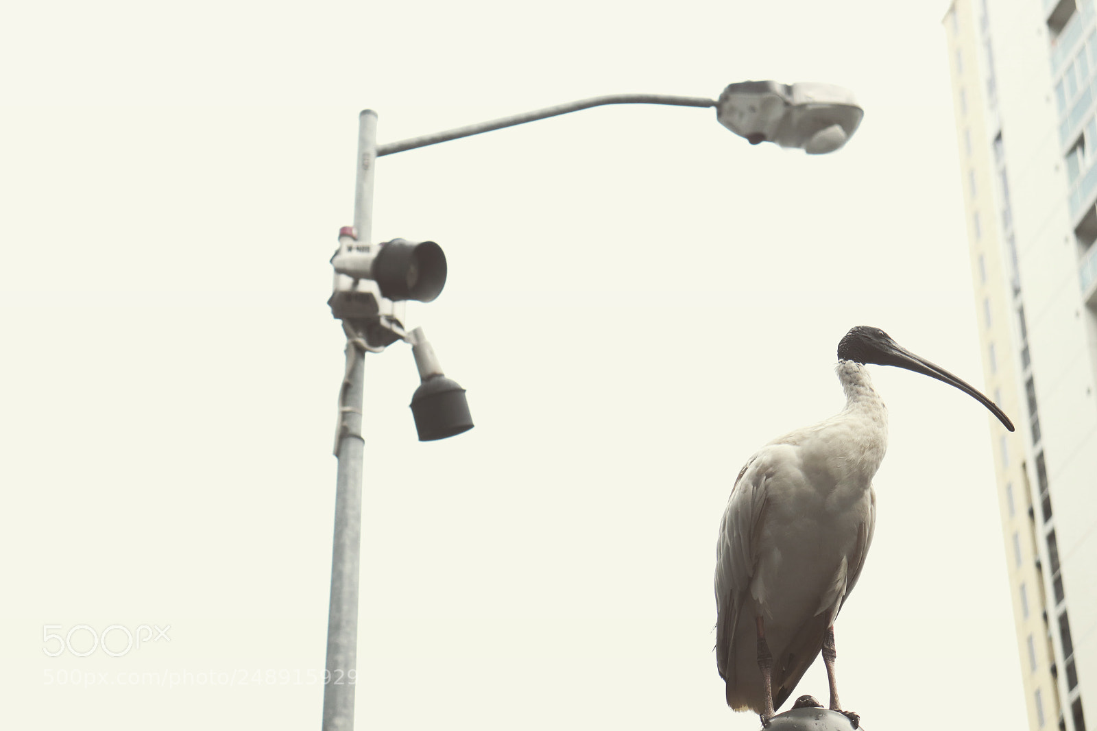 Canon EOS 200D (EOS Rebel SL2 / EOS Kiss X9) sample photo. Bird and city photography