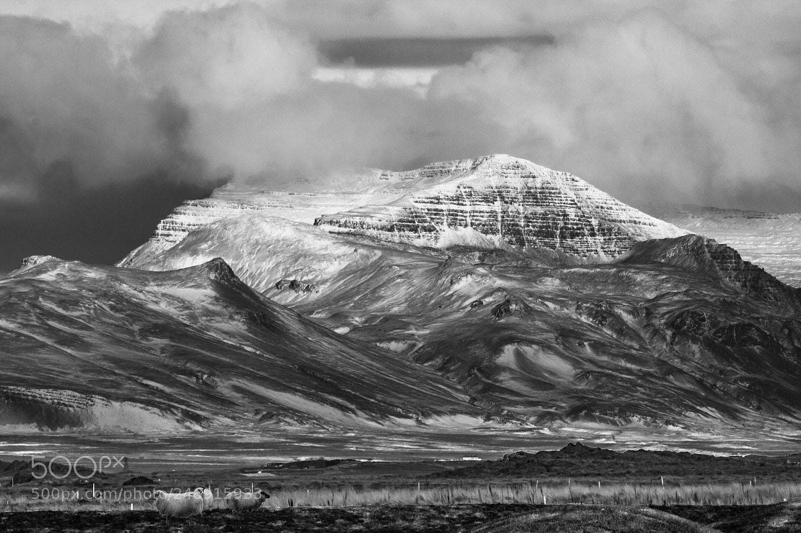 Canon EOS 1000D (EOS Digital Rebel XS / EOS Kiss F) sample photo. Sheep at skeesuhorn bw photography