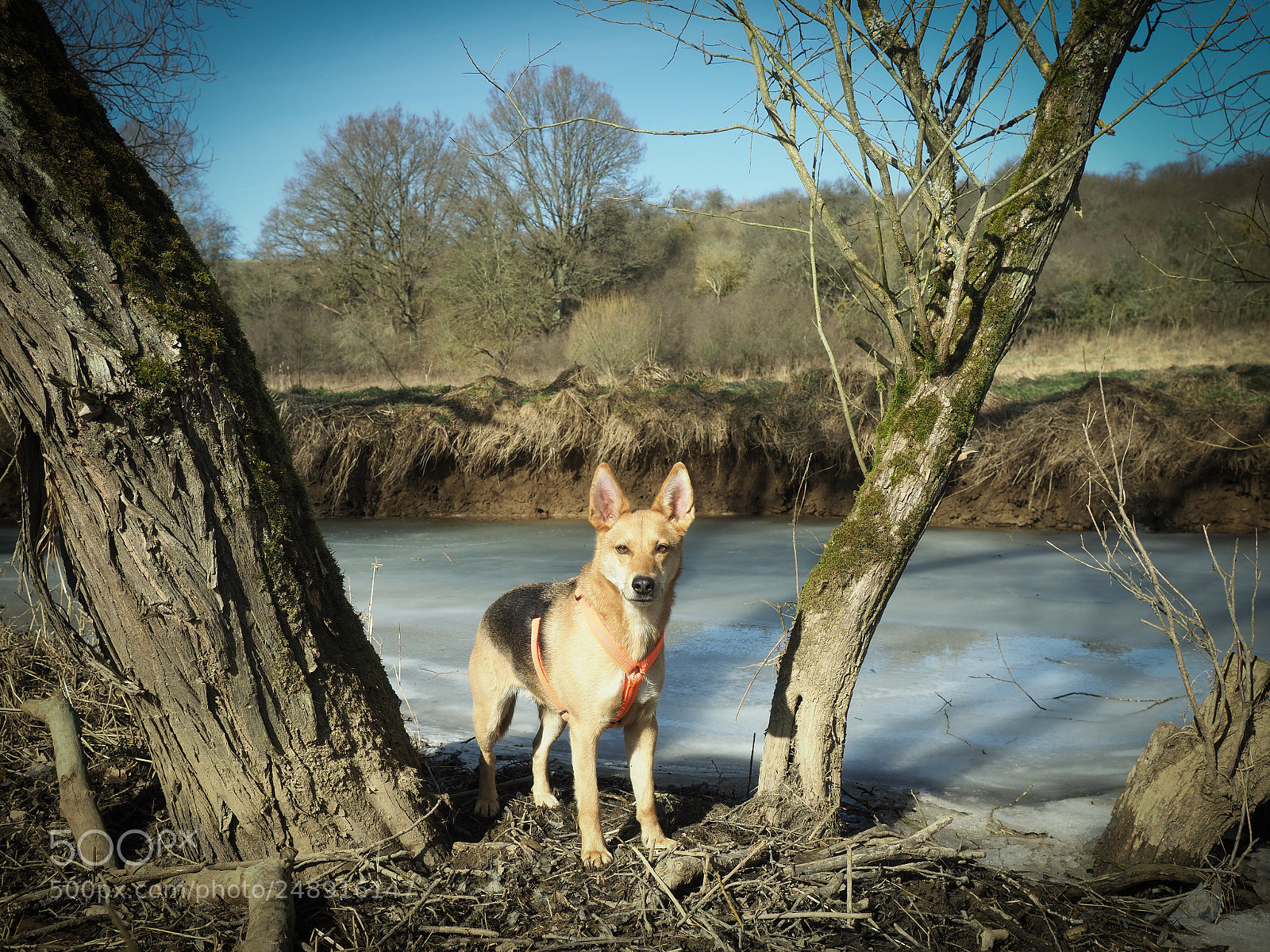 Olympus OM-D E-M1 Mark II sample photo. Dog at frozen creek photography