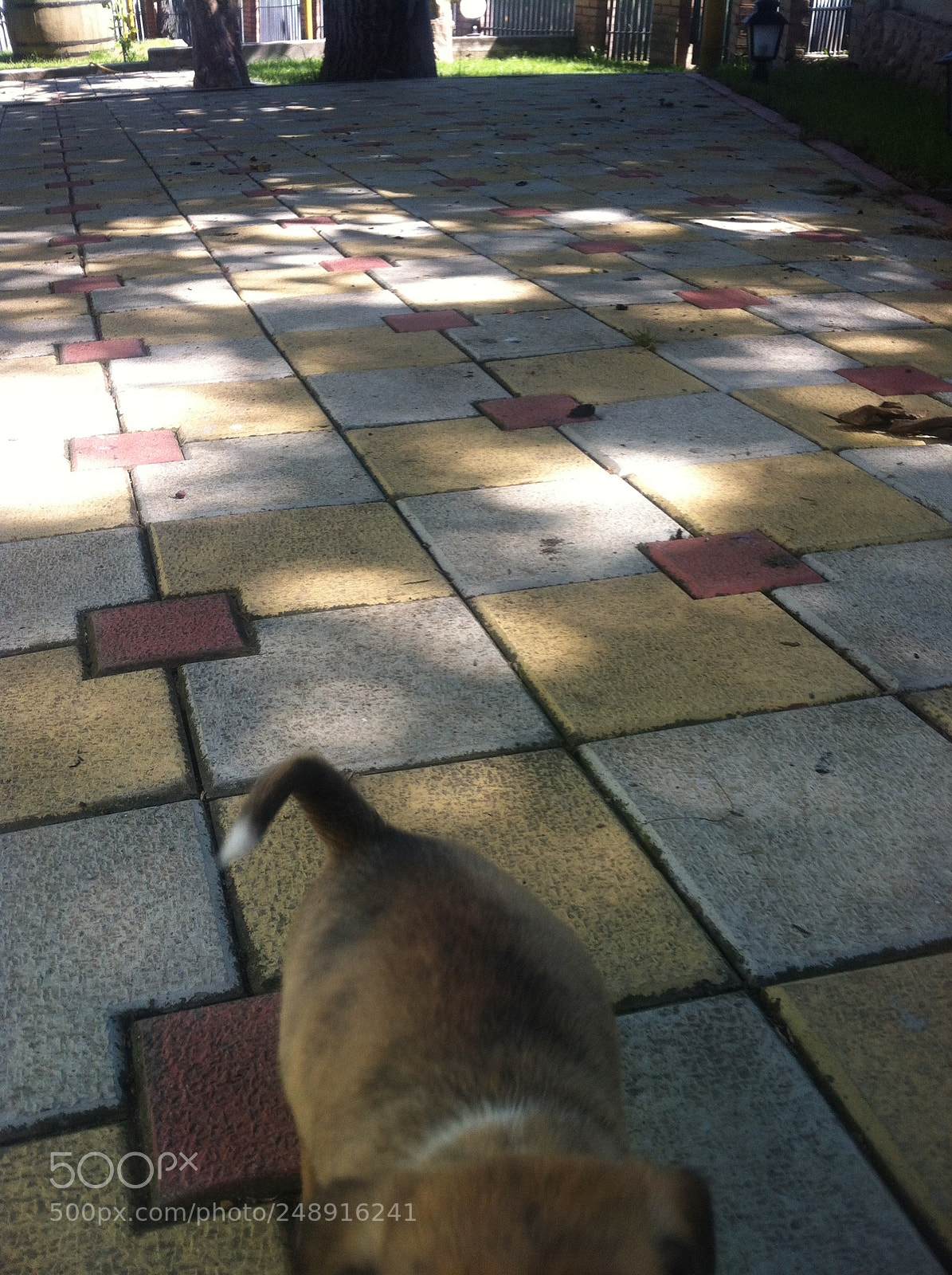 Apple iPhone 4 sample photo. Dog photography
