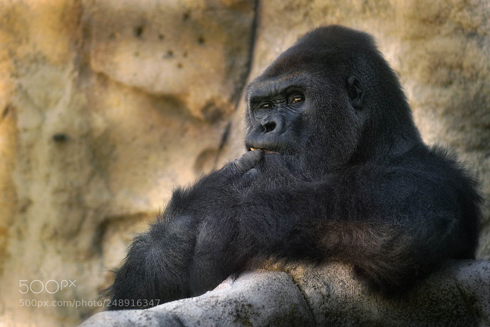 Nikon D800 sample photo. Gran simio photography
